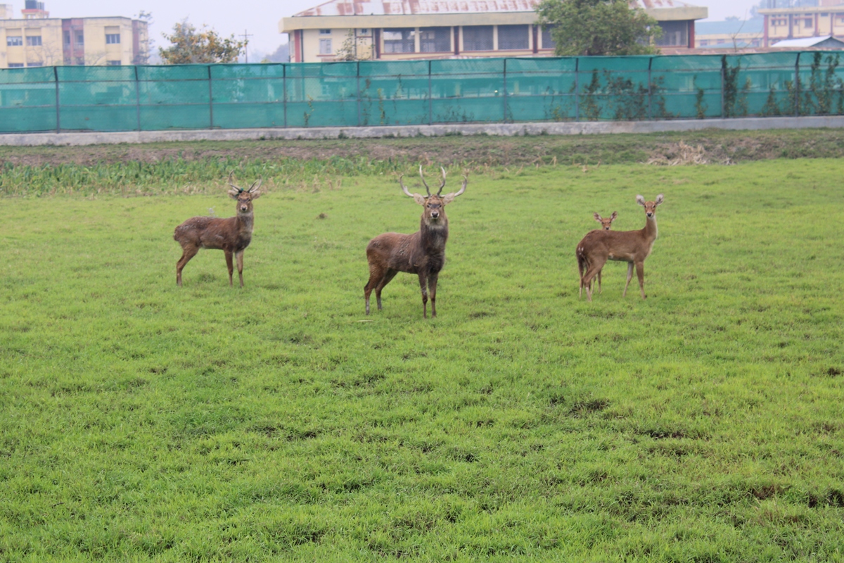 Sangai