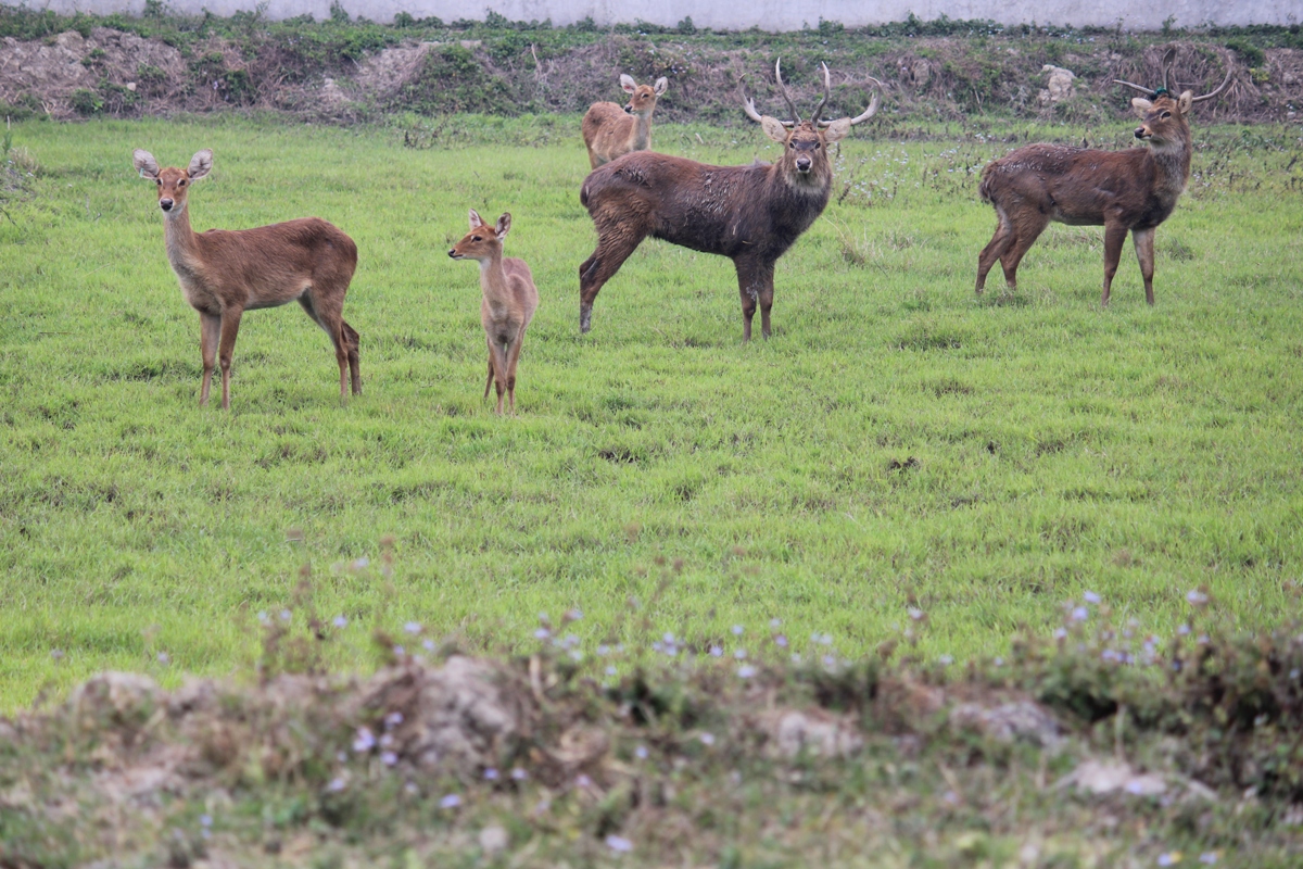 Sangai