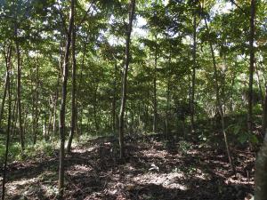 Plantation 1