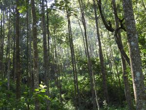 Plantation 2